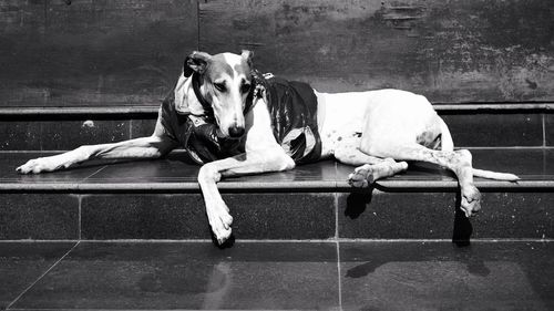 Dog resting on steps