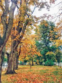 Trees in park during autumn