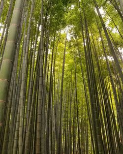 Low angle view of bamboo trees in forest