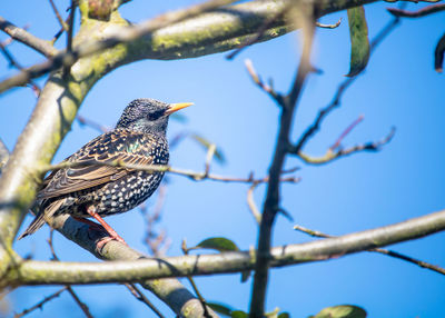 Low angle view of bird perching on branch against blue sky, european starling, sturnus vulgaris