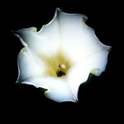 Close-up of flower over black background