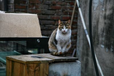 Cat sitting outdoors