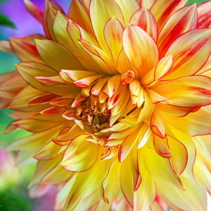 Close-up of yellow dahlia