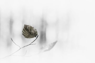 Close-up of leaf over white background