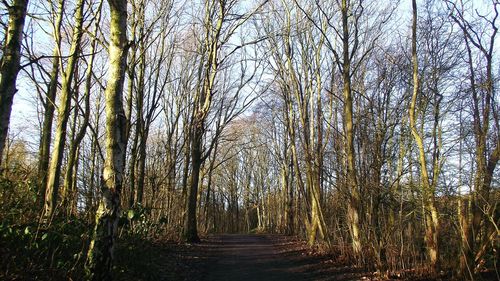 Scenic view of trees against sky