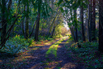 Trees in forest