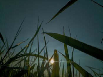 Close-up of fresh plants against sky