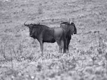 Wildebeest mlilwane wildlife sanctuary swaziland black and white