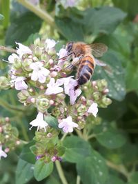 Close-up of bee on flower