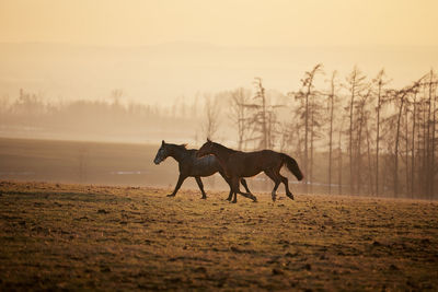 Side view of two playful horses while running on meadow during cold winter evening.