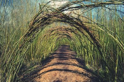 View of trees in park