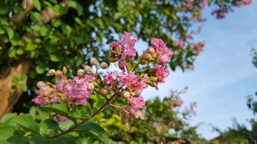 Close-up of pink flowers