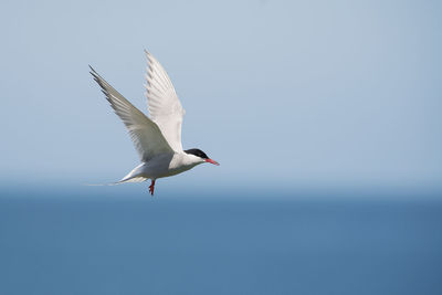 Low angle view of seagull flying in sky