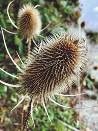 Close-up of thistle