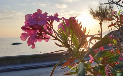 Close-up of pink flowering plant against sea during sunset