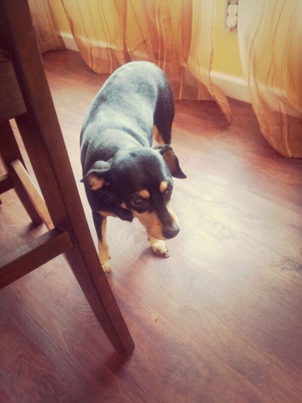 indoors, animal themes, dog, pets, domestic animals, one animal, mammal, hardwood floor, flooring, high angle view, wood - material, home interior, relaxation, floor, sitting, wooden, no people, full length, table, home