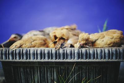 Close-up of chickens in container