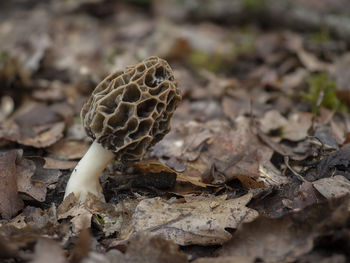 Close-up of dried mushroom growing on field