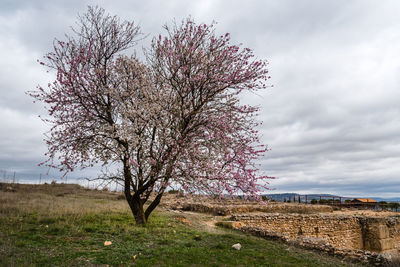 Cherry tree on field against sky