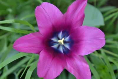 Close-up of pink flower blooming outdoors