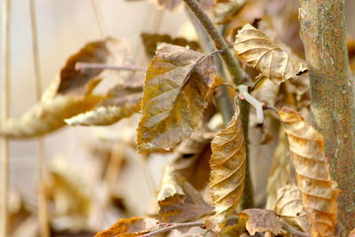 Close-up of dry leaves on plant