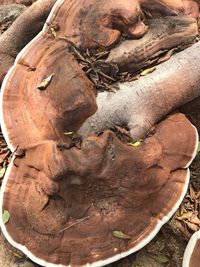 Close-up of tree