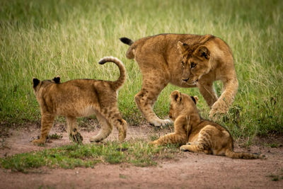 Lion cub watches siblings circle each other