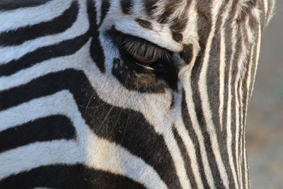 Close-up of zebra