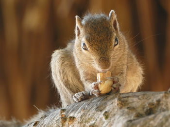 Close-up portrait of squirrel on wood