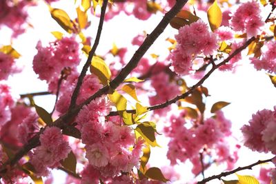 Low angle view of pink flowers blooming on tree