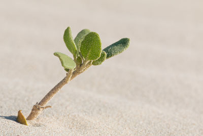 Close-up of plant