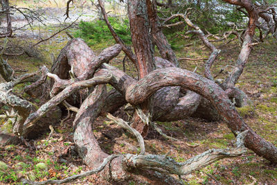 Dead tree in forest