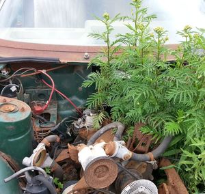 Close-up of plants
