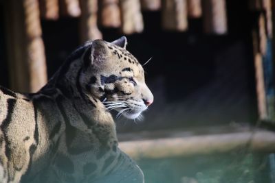 Close-up of leopard