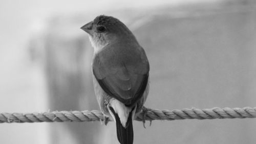 Close-up of bird perching on cable