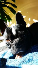 Portrait of dog lying down on bed