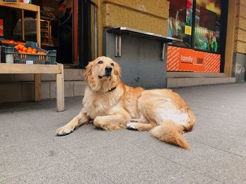 Dog sitting on footpath