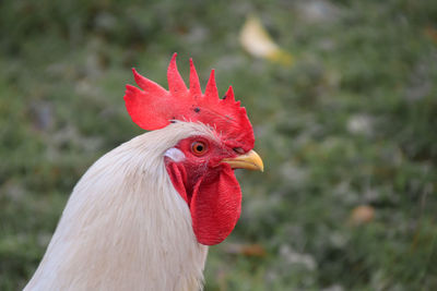 Close-up of rooster