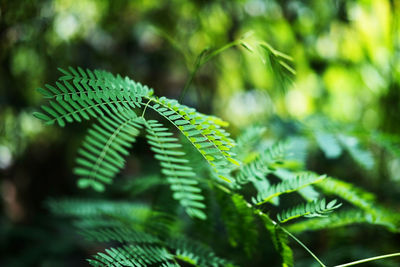 Close-up of fern leaves on tree in forest