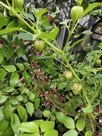 Close-up of berries growing on plant