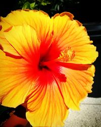 Close-up of orange day lily blooming outdoors