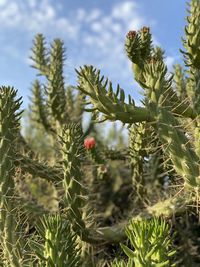 Close-up of flowering plants on tree