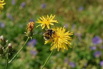 Close-up of bee on yellow flower