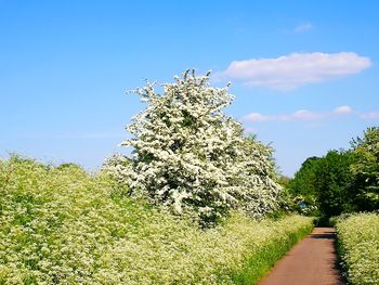 Road amidst trees against sky