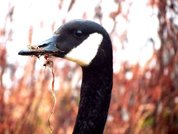 Close-up of bird