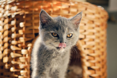 A playful gray shorthair kitten with yellow eyes shows its red tongue to the camera 