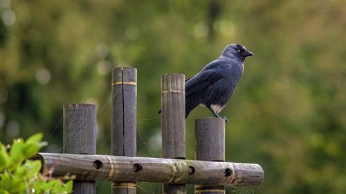 Bird perching on wooden post