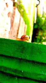 Close-up of snail on leaf