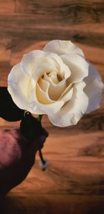 Close-up of hand holding white rose