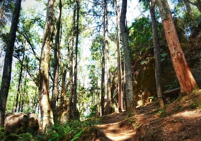 Trees in forest